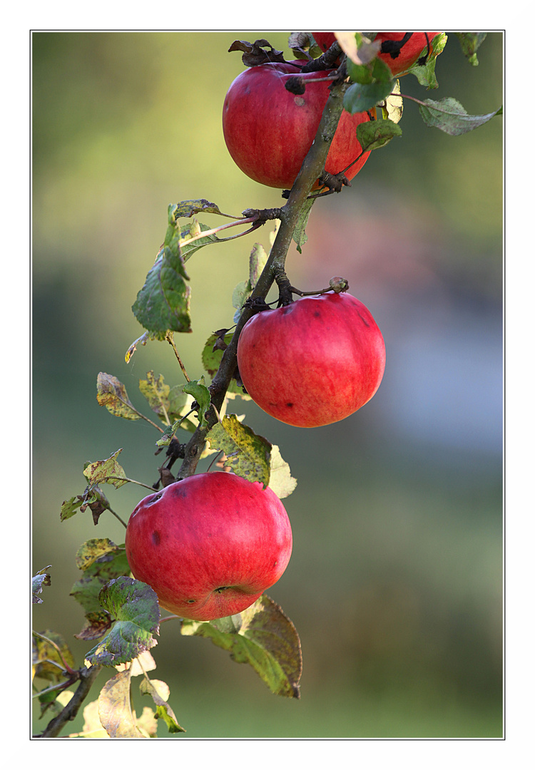 Äpfel