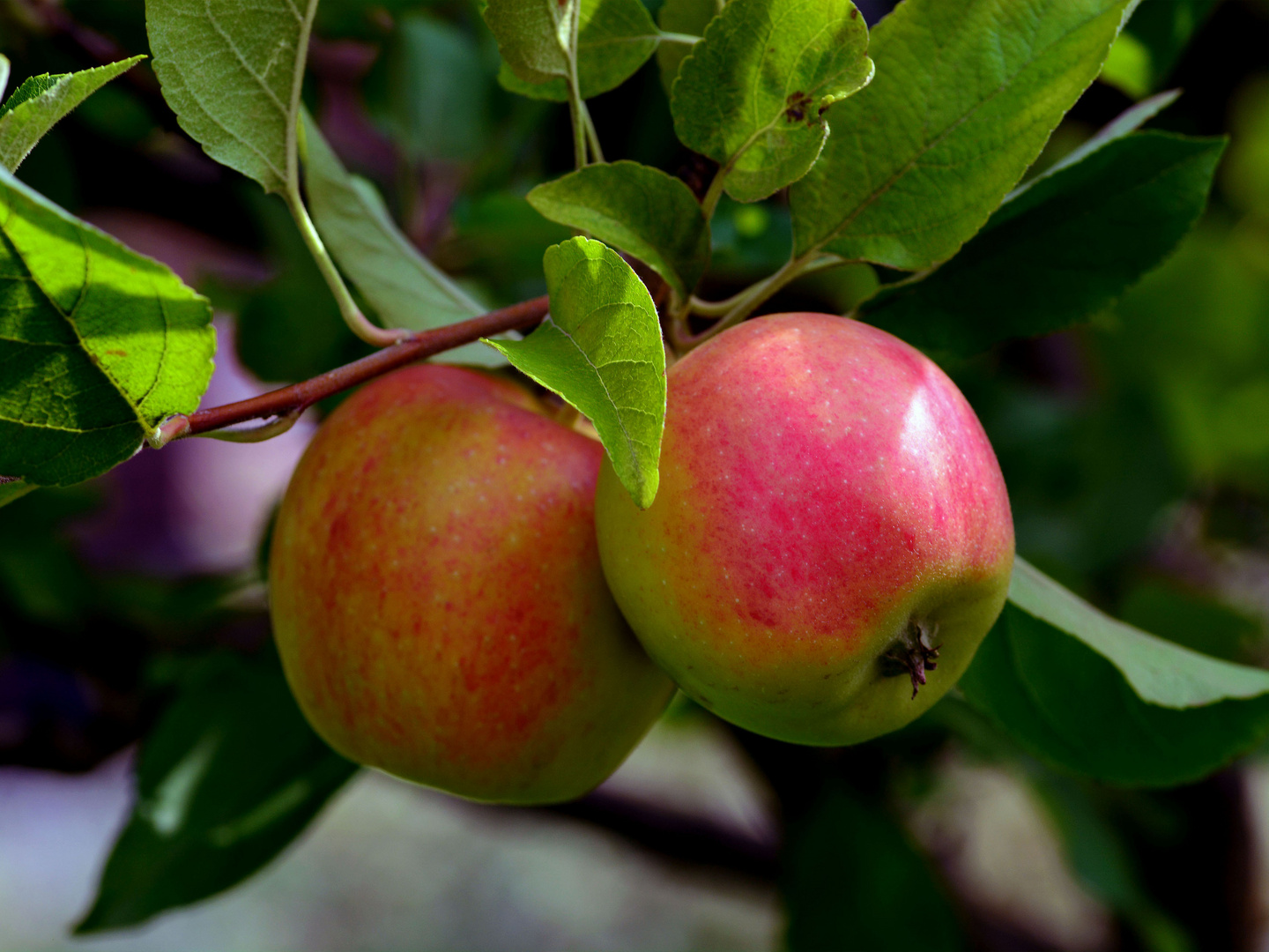 ÄPFEL Foto & Bild | pflanzen, pilze & flechten, bäume, obstbäume Bilder