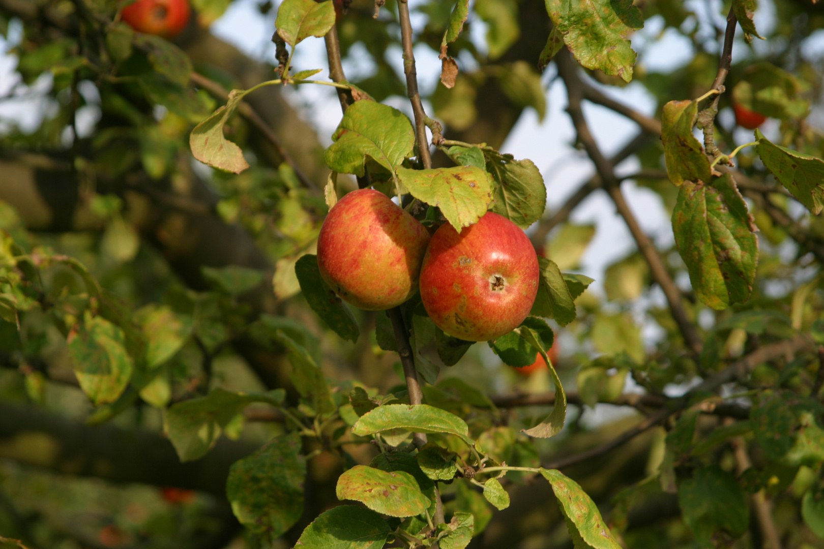 Äpfel