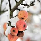 Äpfel am Baum (1)