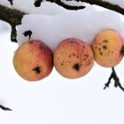 Äpfel am Baum (2)