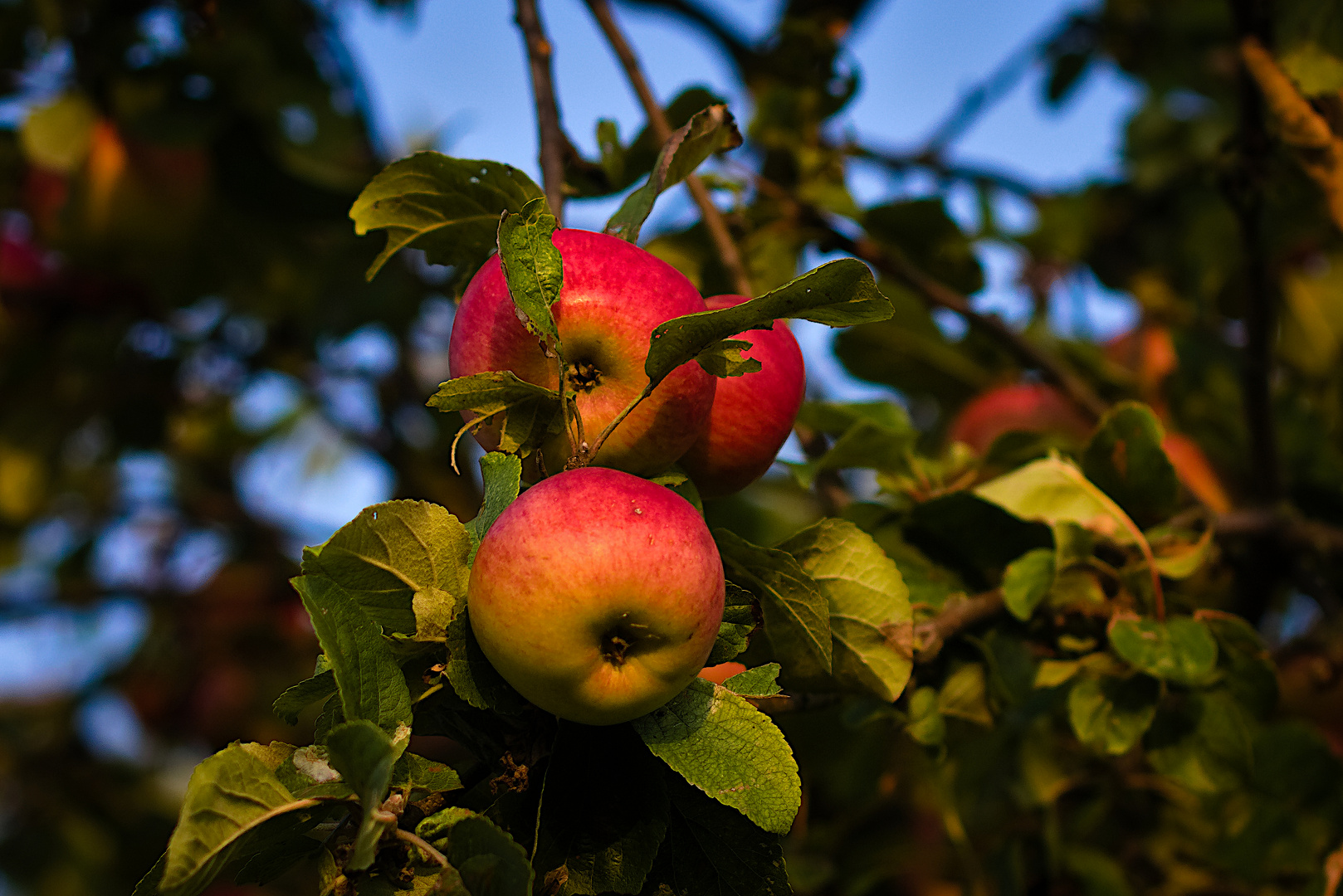 Äpfel am Baum