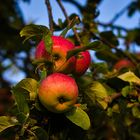 Äpfel am Baum