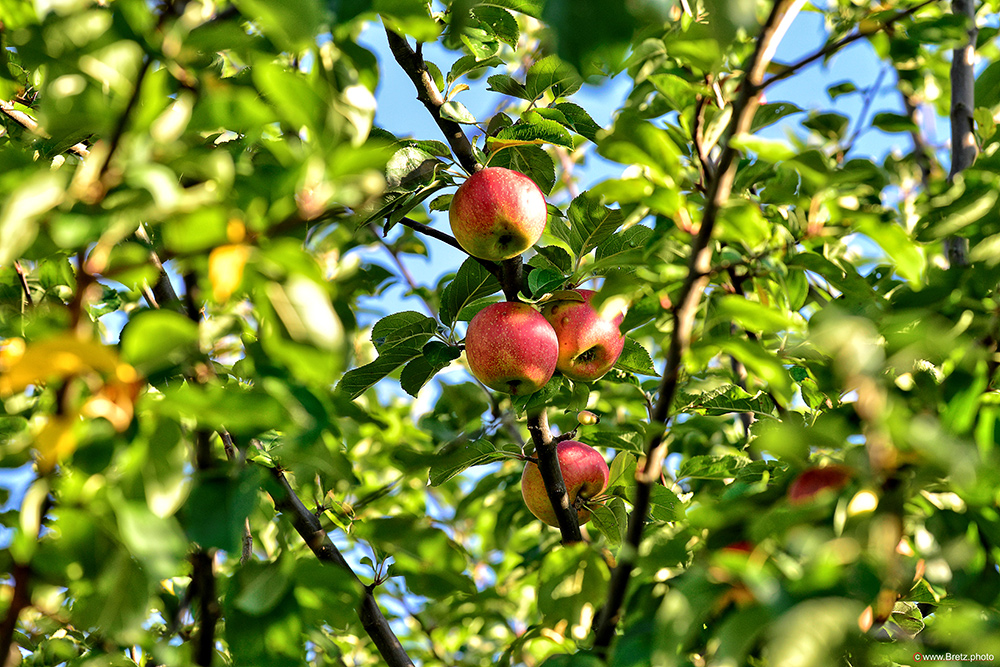 Äpfel am Baum