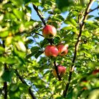 Äpfel am Baum