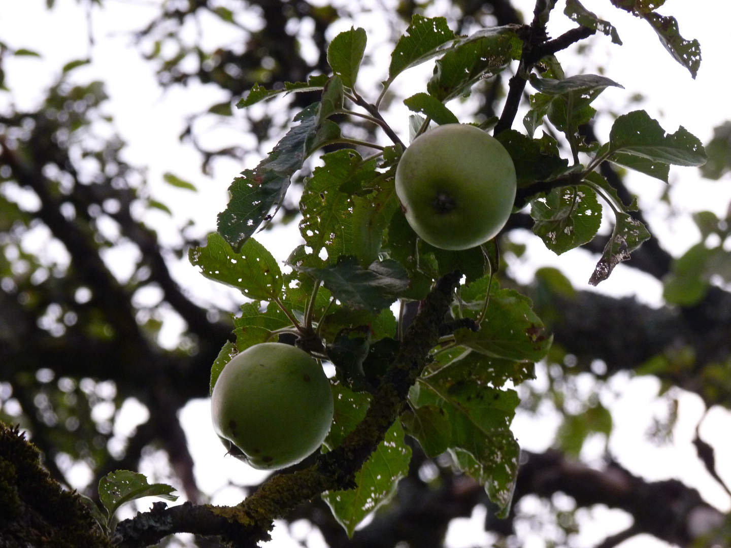 Äpfel am Baum