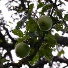 Äpfel am Baum