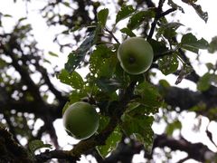 Äpfel am Baum