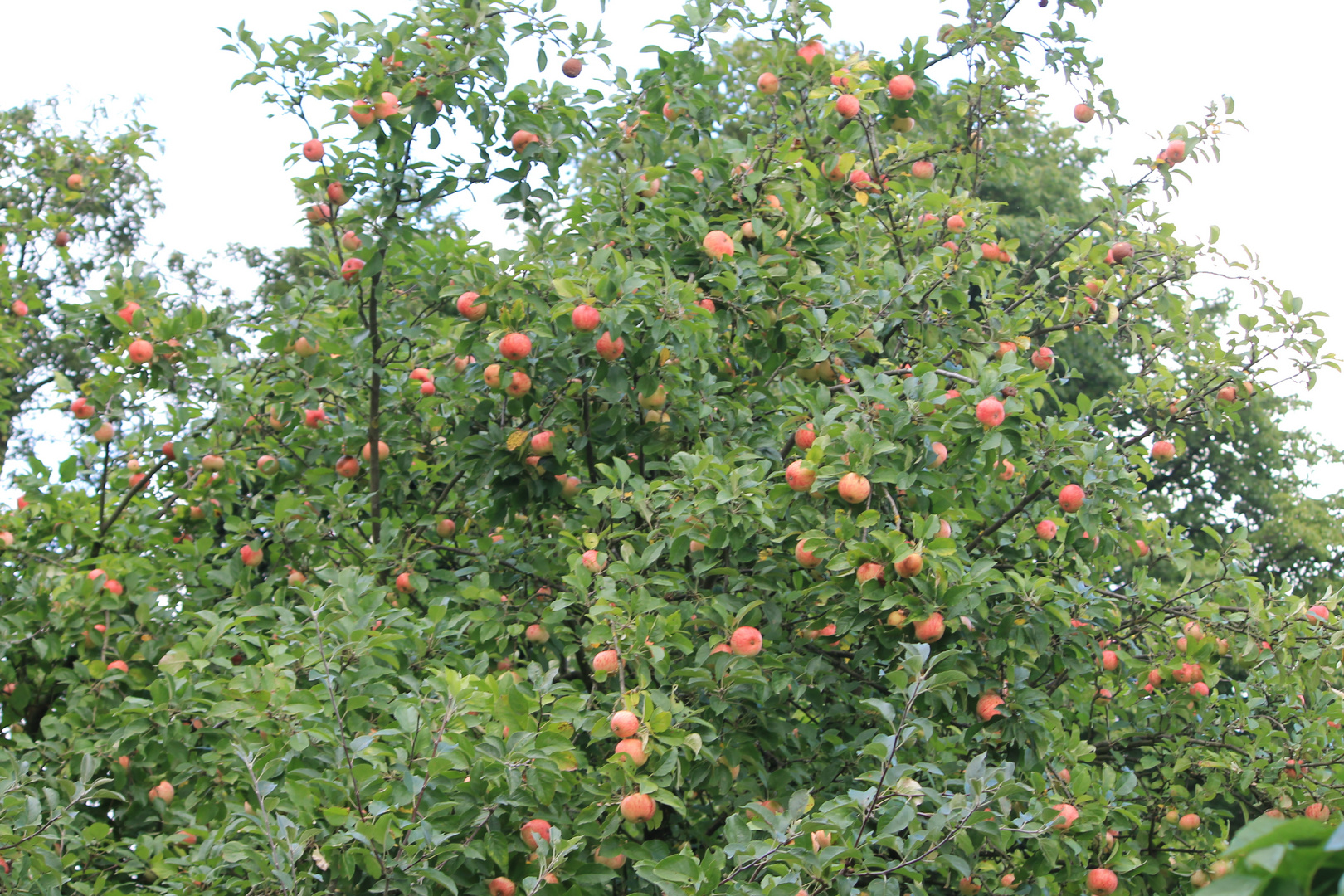 äpfel am baum