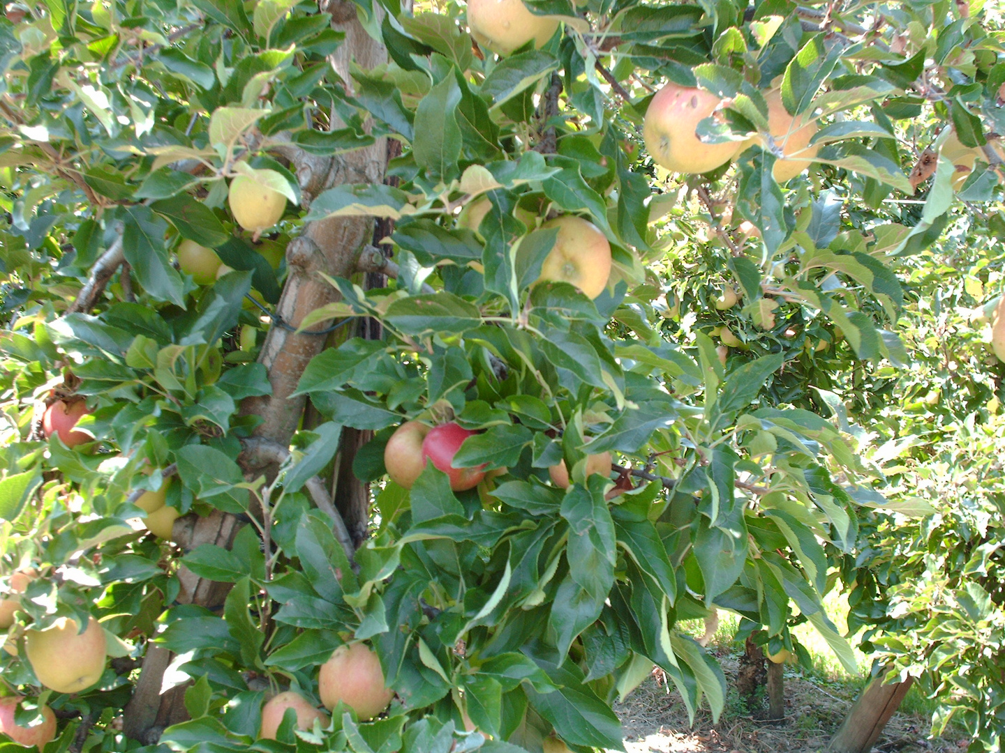 Äpfel am Baum