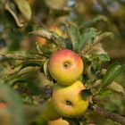 Äpfel am Baum