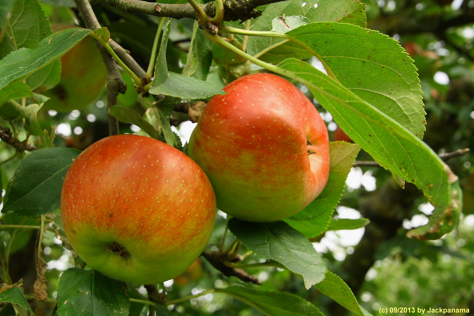 Äpfel am Baum