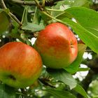 Äpfel am Baum