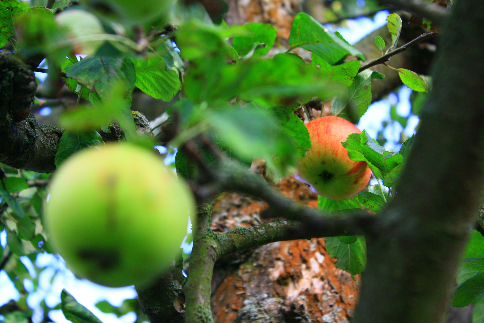 Äpfel am Baum unterm blauen Himmel