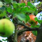 Äpfel am Baum unterm blauen Himmel