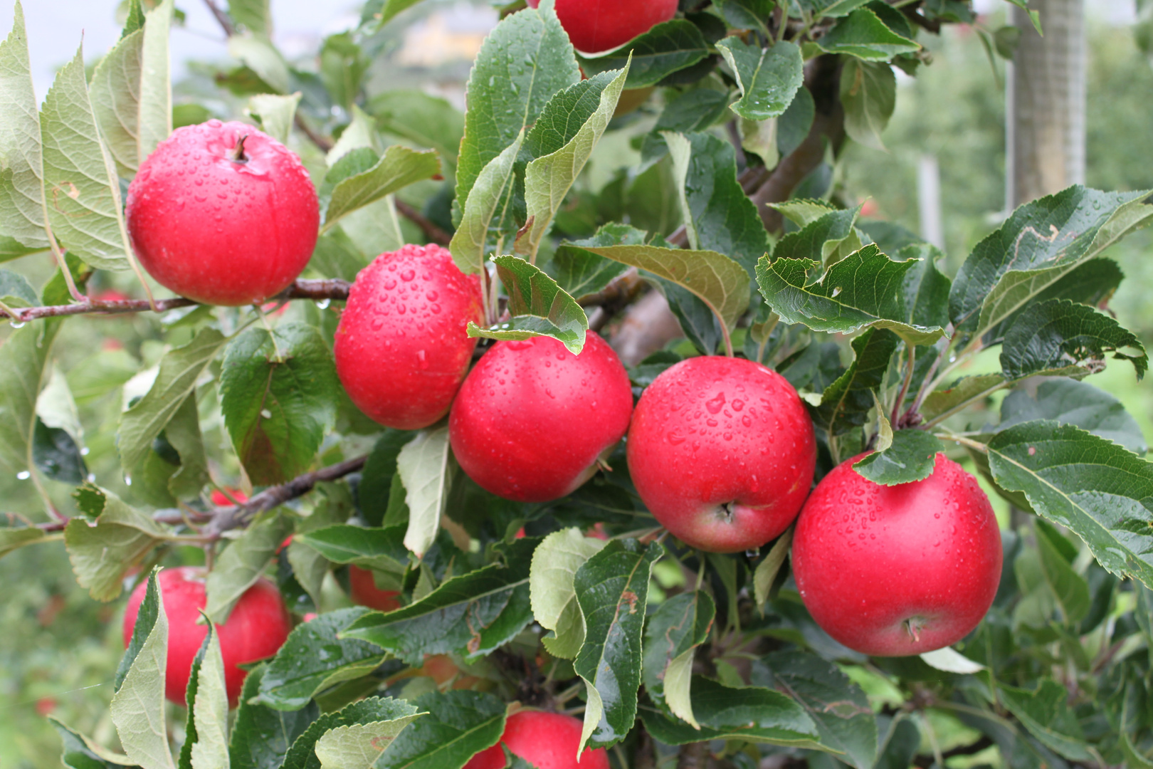 Äpfel am Hardangerfjord