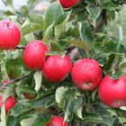 Äpfel am Hardangerfjord