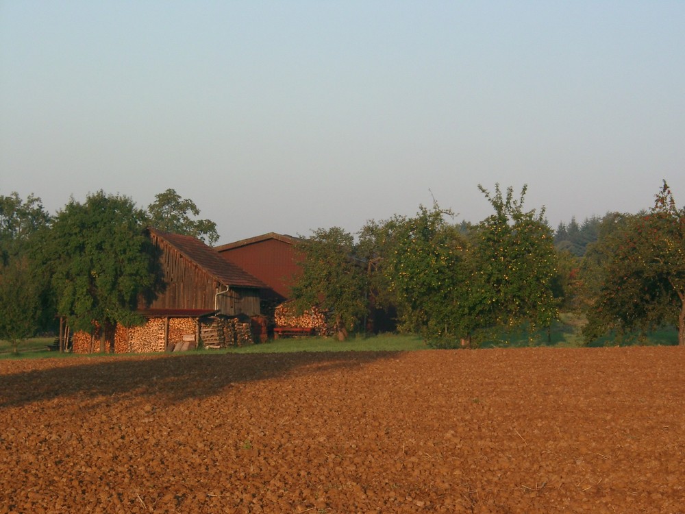 Äpfel am Morgen