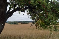 Äpfel am Straßenrand