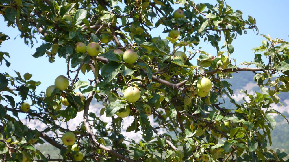 Äpfel auf 800 m Höhe am Wegesrand-Kulturlandschaft