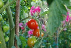 Äpfel aus dem Paradies