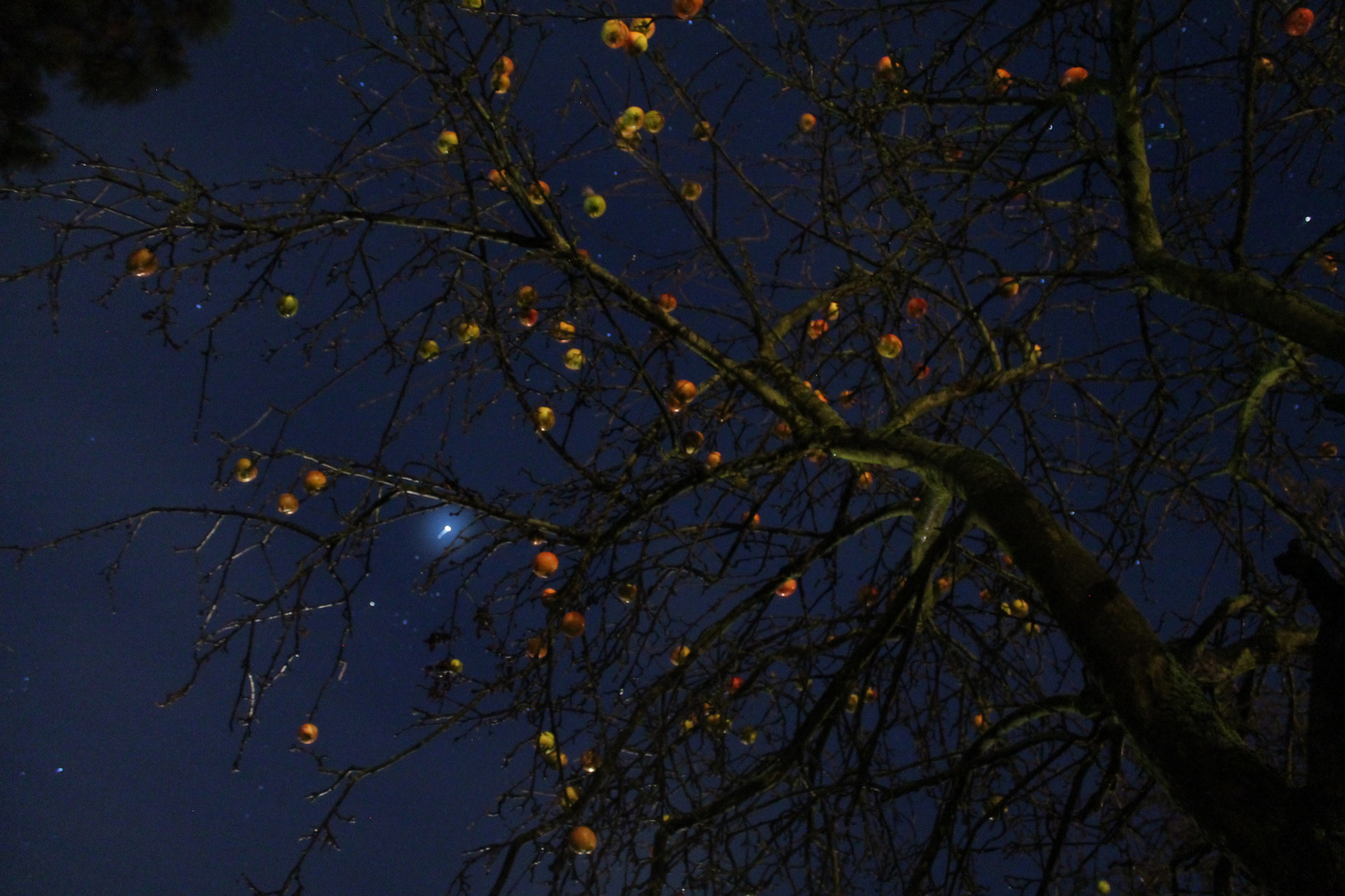 Äpfel bei Nacht auf Hiddensee