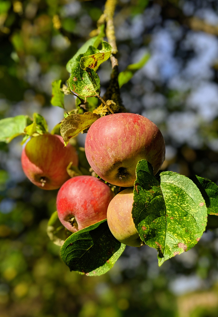 Äpfel