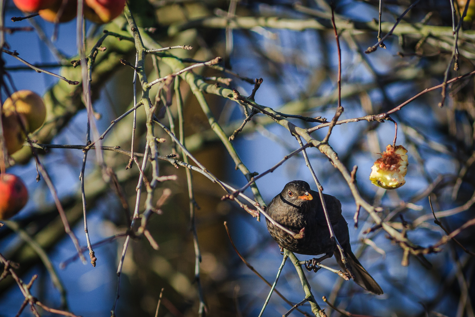 Äpfel - die Lieblingsspeise dieser Amsel