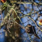 Äpfel - die Lieblingsspeise dieser Amsel