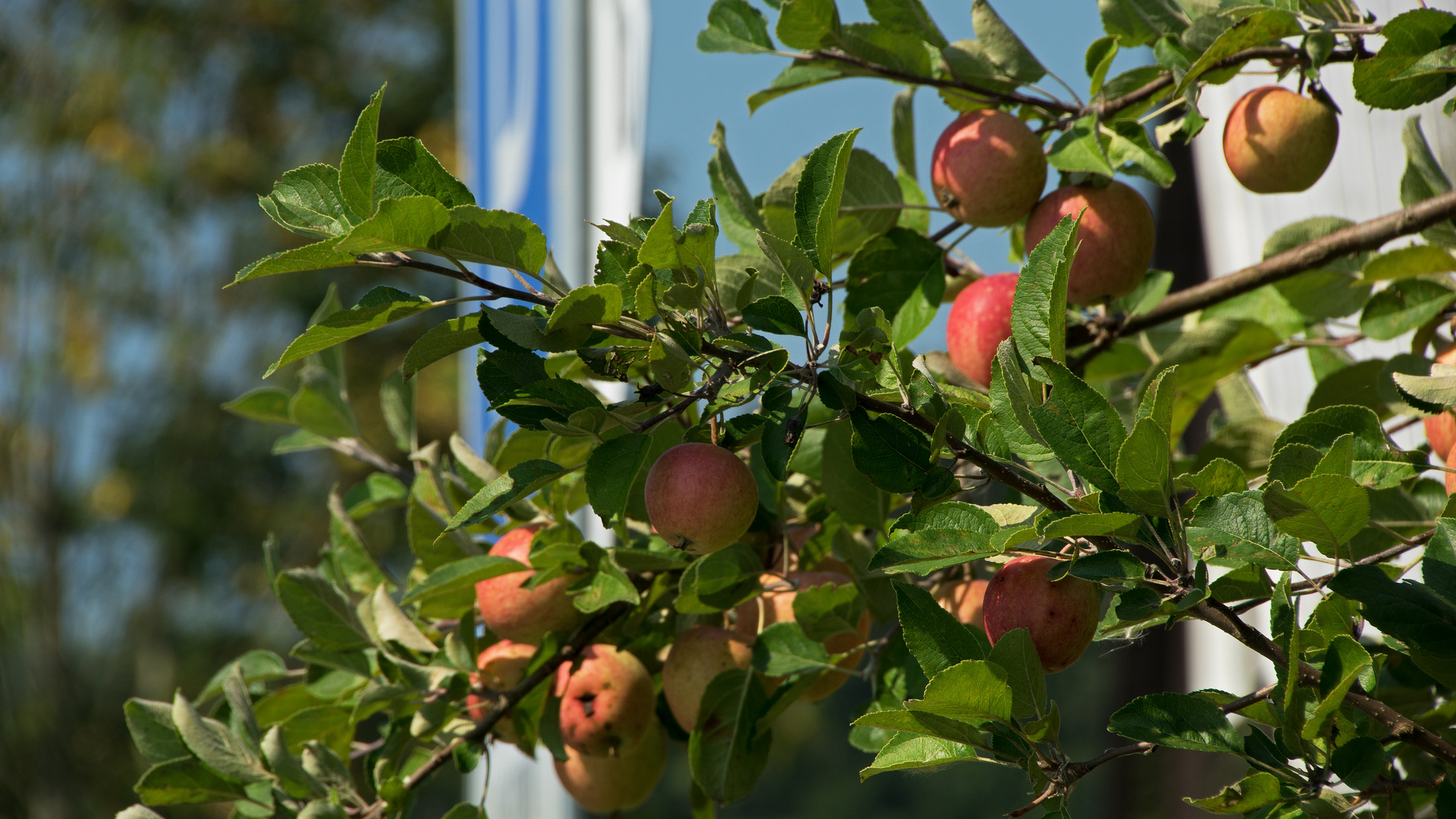 Äpfel