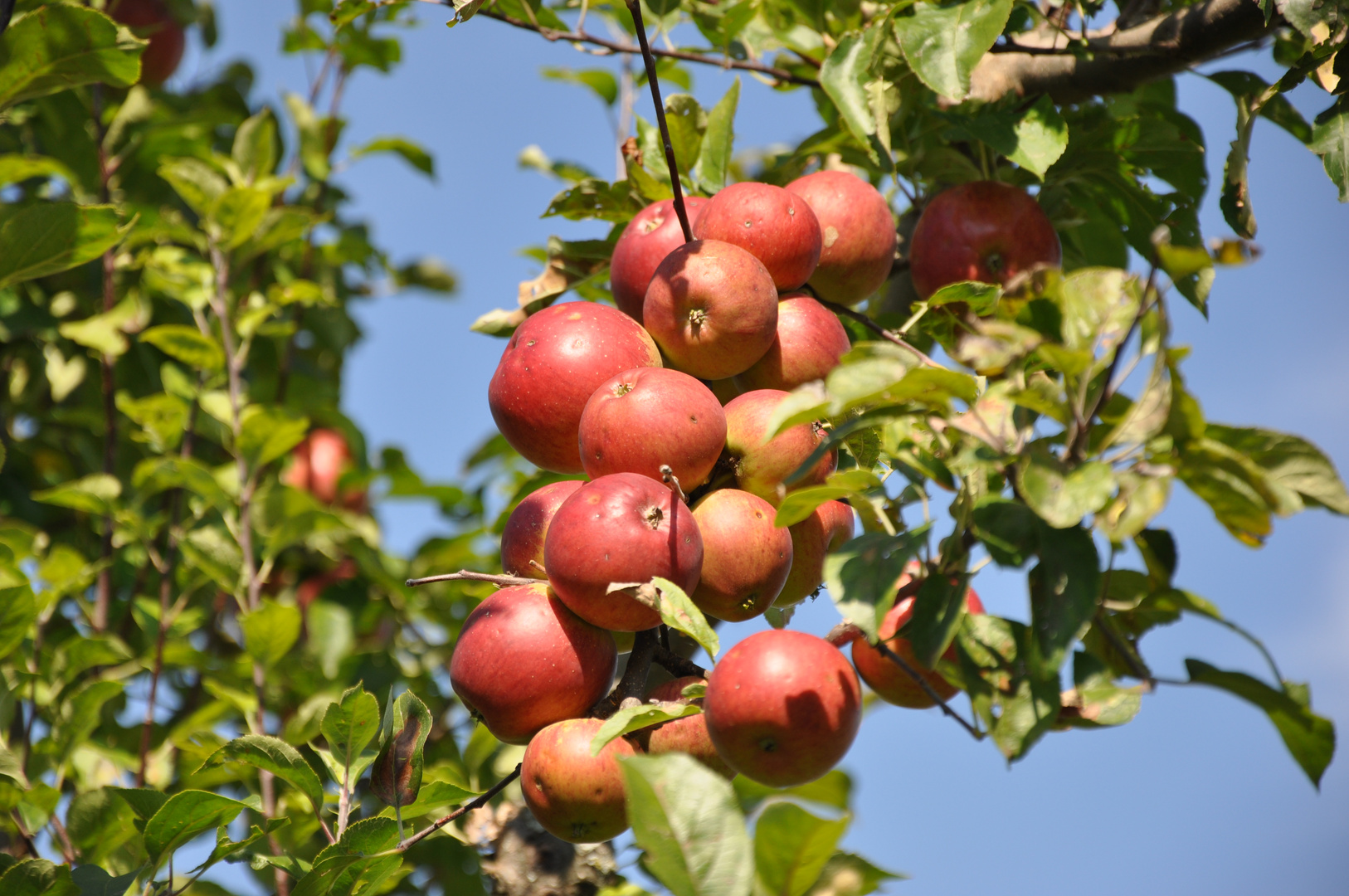 Äpfel fast wie bei einer Weinrebe