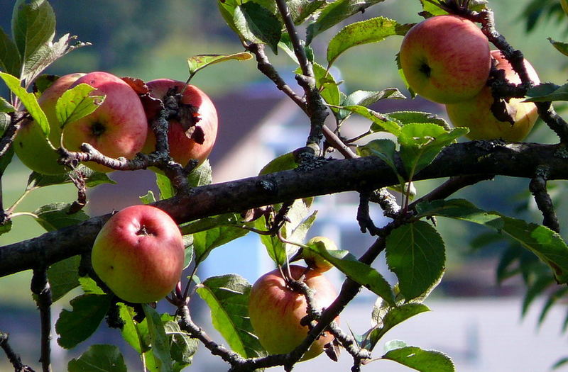 Äpfel frisch vom Baum......