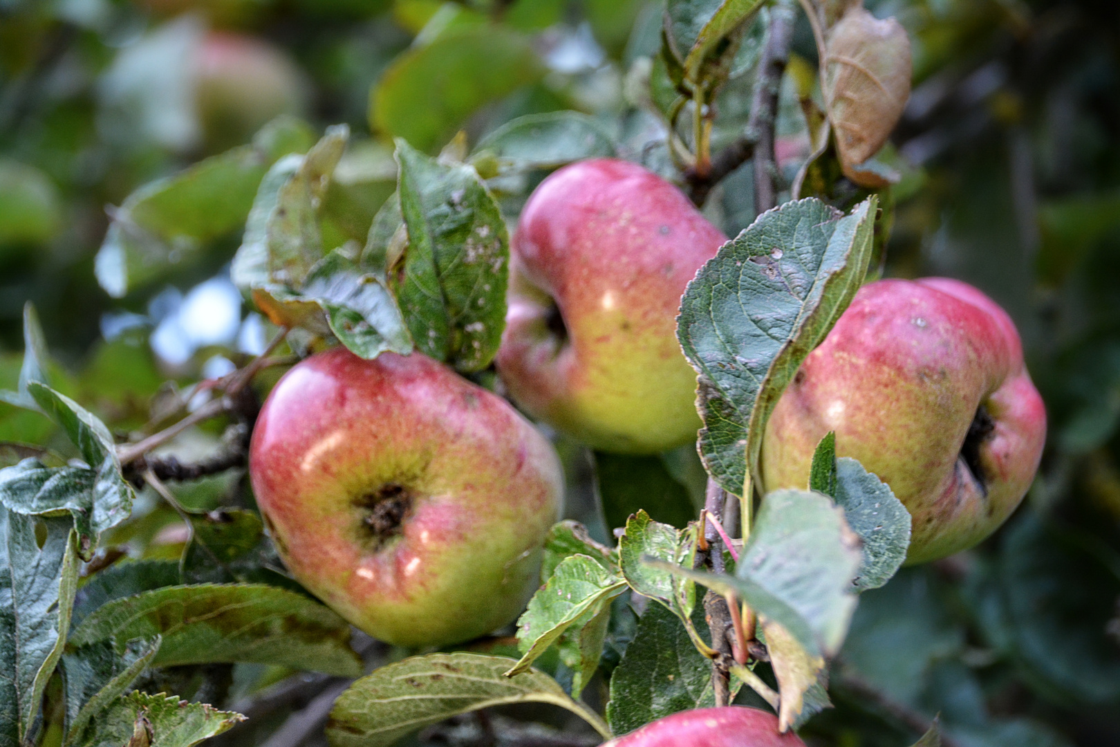 Äpfel für die Martinsgans