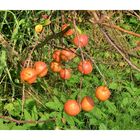 Äpfel - Herbst in Ismaning (2)