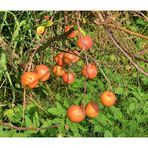 Äpfel - Herbst in Ismaning (2)