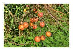 Äpfel - Herbst in Ismaning (2)