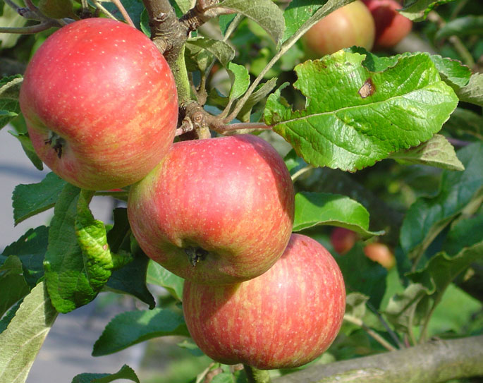 Äpfel im Ahrtal