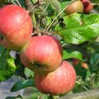 Äpfel im Ahrtal