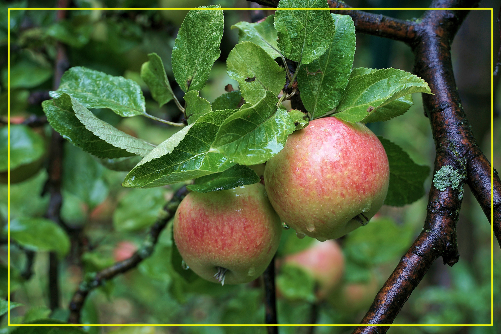 Äpfel im alten Land