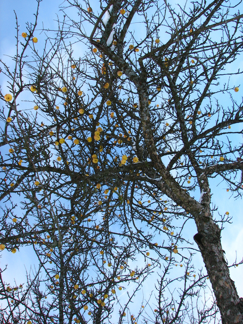 Äpfel im Dezember