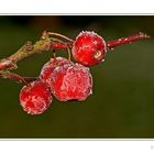 Äpfel im Frost