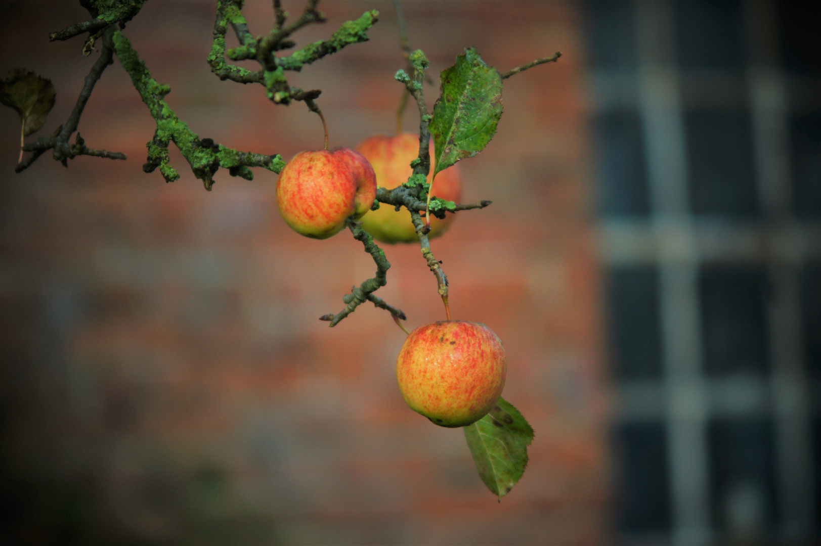 Äpfel im Garten