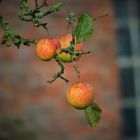 Äpfel im Garten