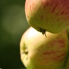 Äpfel im Gegenlicht