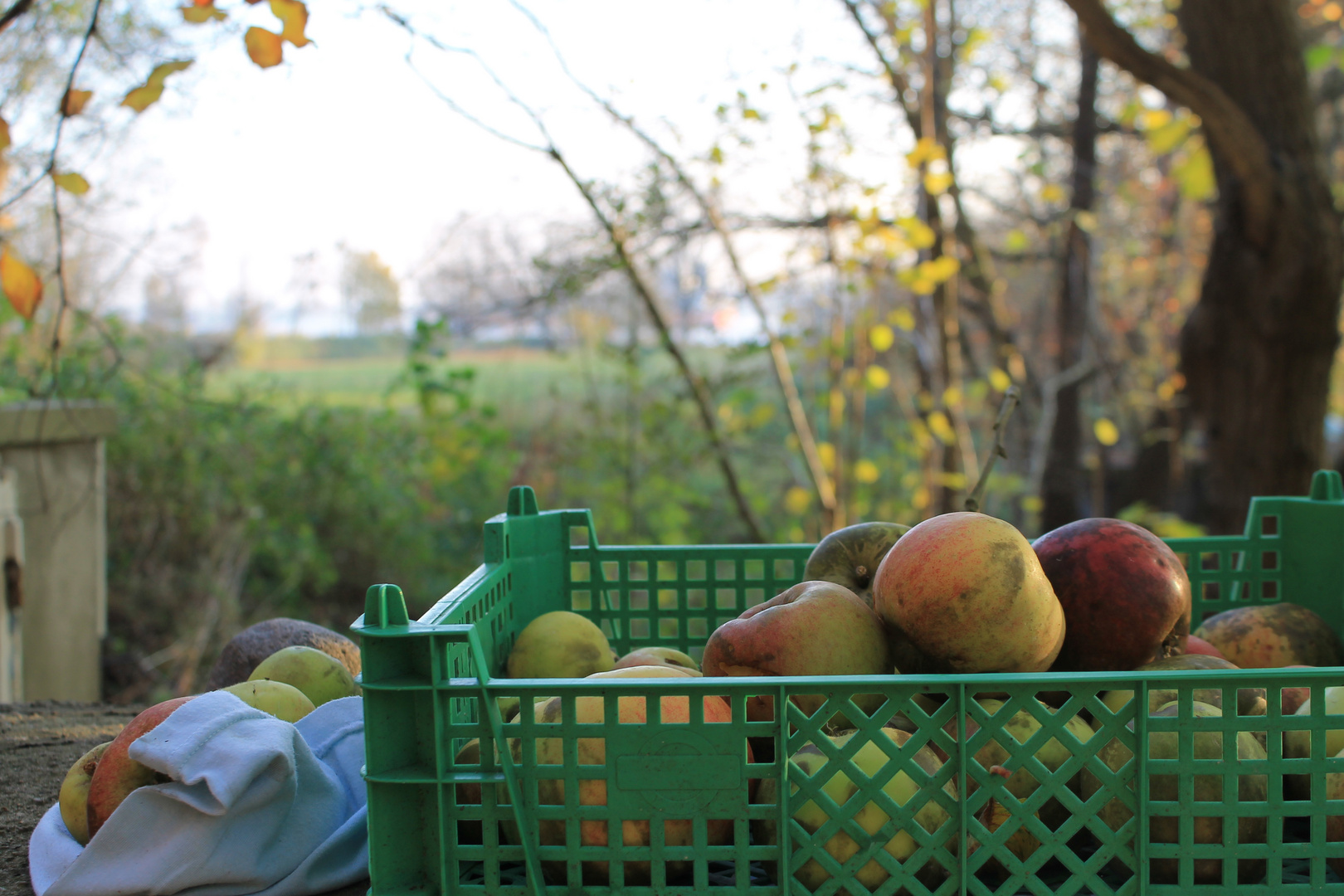 Äpfel im Herbst