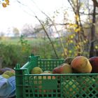 Äpfel im Herbst