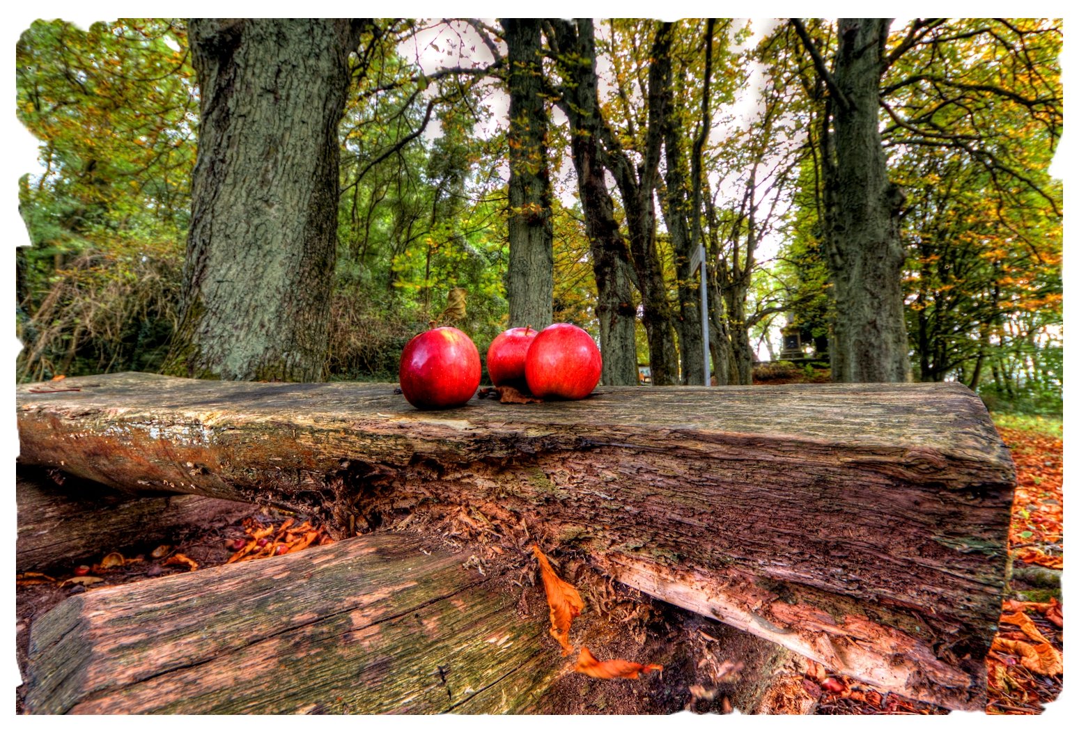 Äpfel im Herbstwald