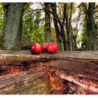 Äpfel im Herbstwald