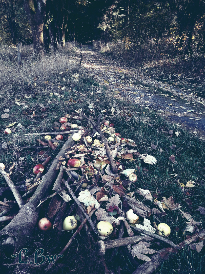 Äpfel im Holz 