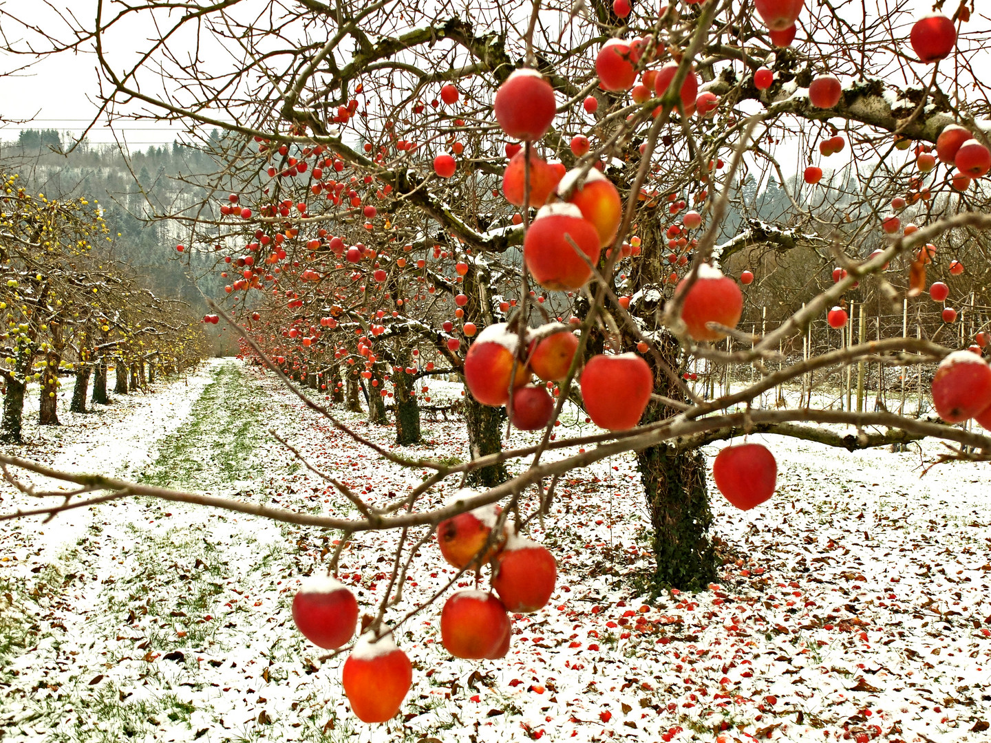 Äpfel im Januar...